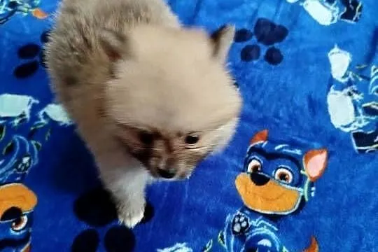 szpic miniaturowy