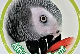 Naklejka okrągła papuga żako 12,5 cm, Ruda Śląska