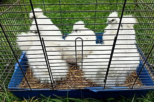 Sprzedam kurczaki silki, Wielkopolskie, Dziewiątka