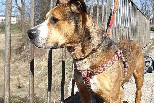 Piękna Negra w typie TTB ZNOWU szuka domu,  dolnoś