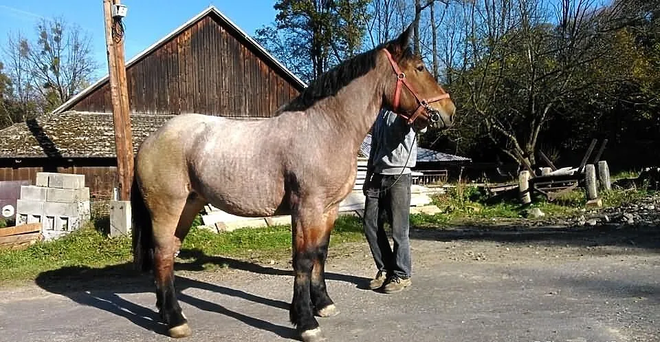 Klacz Zimnokrwista