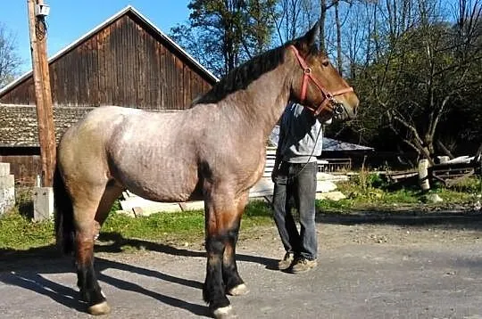 Klacz Zimnokrwista