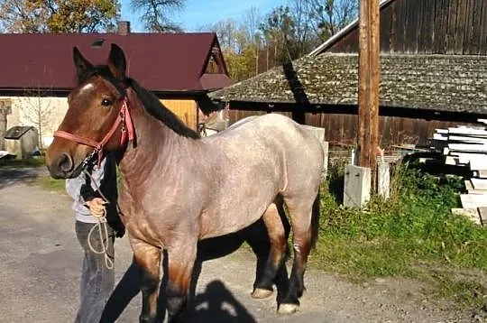 Klacz Zimnokrwista