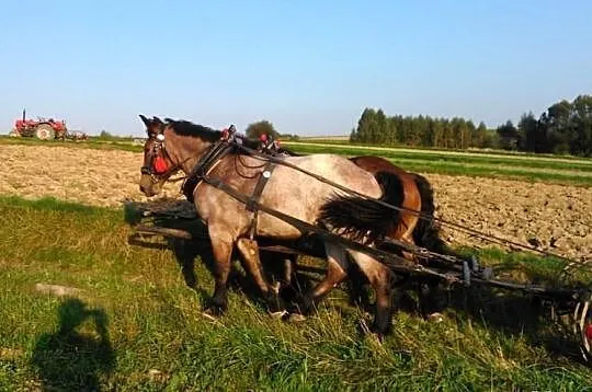 Klacz Zimnokrwista