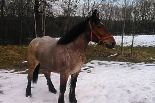 Klacz Zimnokrwista
