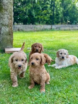 Goldendoodle mini Pudel & Golden retriever F1 Piękne szczeniaczki Zapraszam!!, , Tarnów