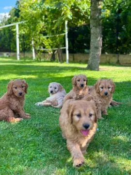Goldendoodle mini Pudel & Golden retriever F1 Piękne szczeniaczki Zapraszam!!, , Tarnów