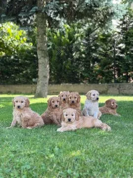 Goldendoodle mini Pudel & Golden retriever F1 Piękne szczeniaczki Zapraszam!!
