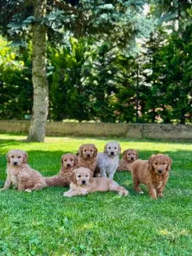 Goldendoodle mini Pudel & Golden retriever F1 Piękne szczeniaczki Zapraszam!!, , Tarnów