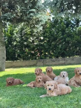 Goldendoodle mini Pudel & Golden retriever F1 Piękne szczeniaczki Zapraszam!!, , Tarnów