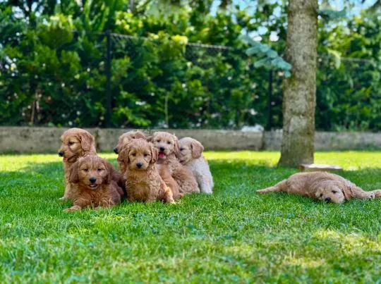 Goldendoodle mini Pudel & Golden retriever F1 Piękne szczeniaczki Zapraszam!!, , Tarnów