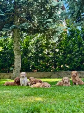 Goldendoodle mini Pudel & Golden retriever F1 Piękne szczeniaczki Zapraszam!!, , Tarnów