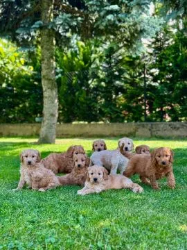 Goldendoodle mini Pudel & Golden retriever F1 Piękne szczeniaczki Zapraszam!!, , Tarnów
