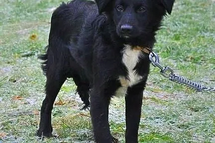 POLA i LOLA śliczne, 7 kg młode sunie szukają domków,  mazowieckie Warszawa