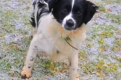 POLA i LOLA śliczne, 7 kg młode sunie szukają domk