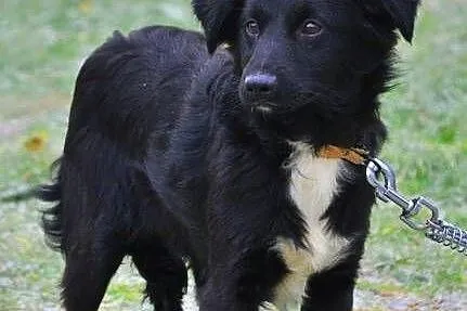 POLA i LOLA śliczne, 7 kg młode sunie szukają domk