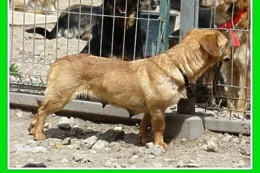 Delikatna,łagodna,nieśmiała suczka jamnik mix, do 