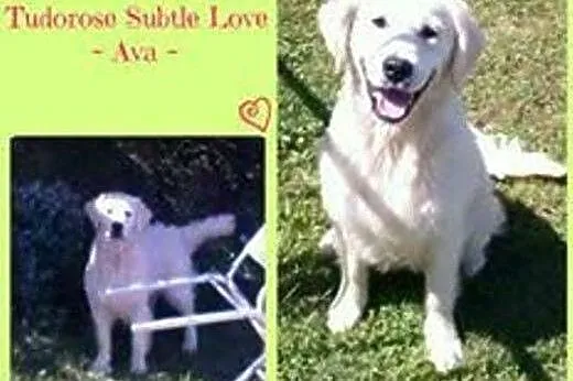 Golden Retriever, żeński,  Golden retriever cała P