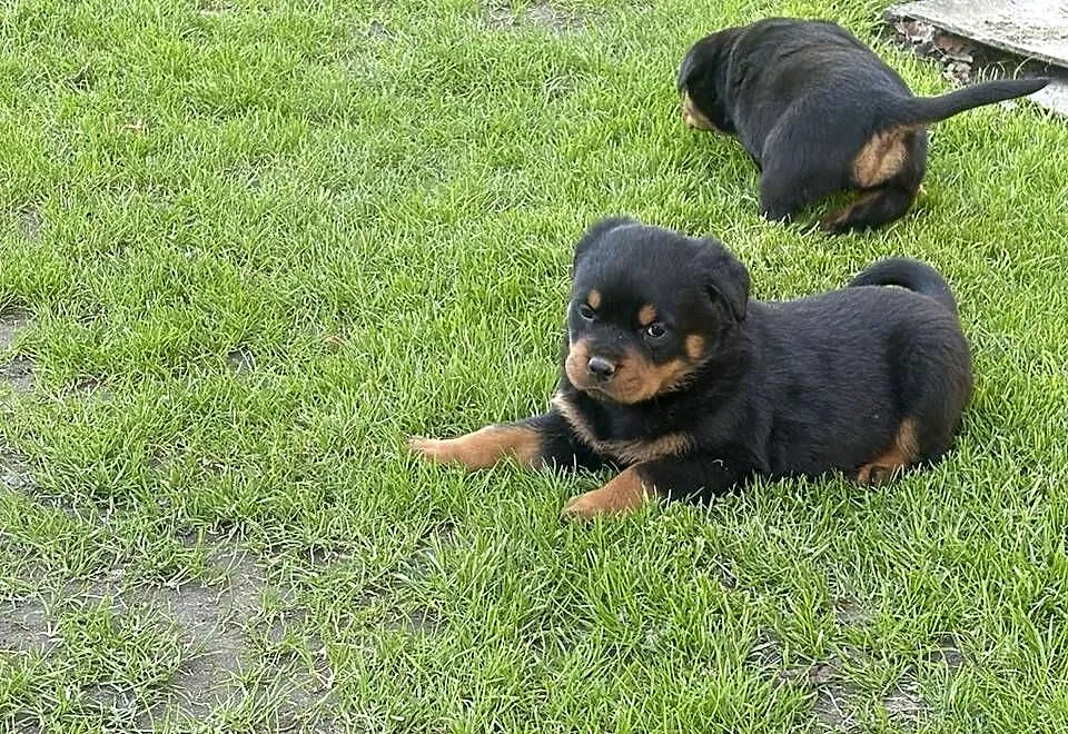 Szczeniaki Rottweiler, Dolnośląskie, Mała Wieś Dolna