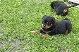 Szczeniaki Rottweiler