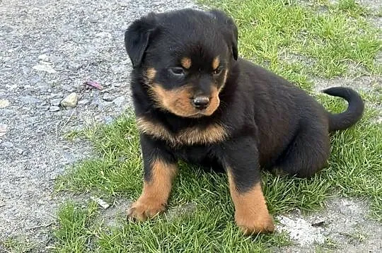 Szczeniaki Rottweiler, Dolnośląskie, Mała Wieś Dolna