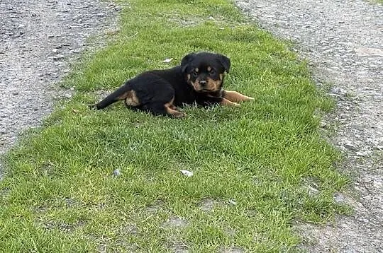 Szczeniaki Rottweiler, Dolnośląskie, Mała Wieś Dolna