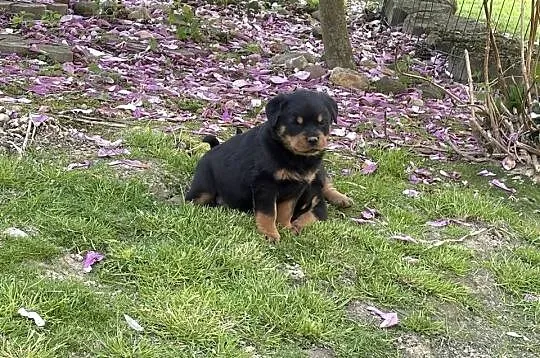 Szczeniaki Rottweiler, Dolnośląskie, Mała Wieś Dolna