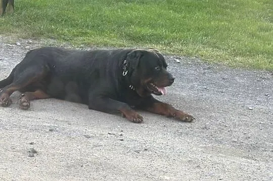 Szczeniaki Rottweiler, Dolnośląskie, Mała Wieś Dolna