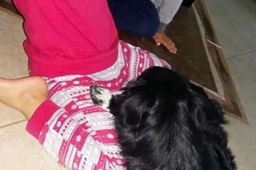 Półroczna 7 kg Klusia szuka spokojnego domu,  świę