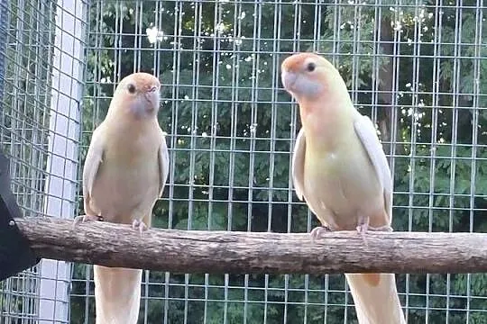Witam Posiadam na sprzedaż rozelle królewskie w mutacji