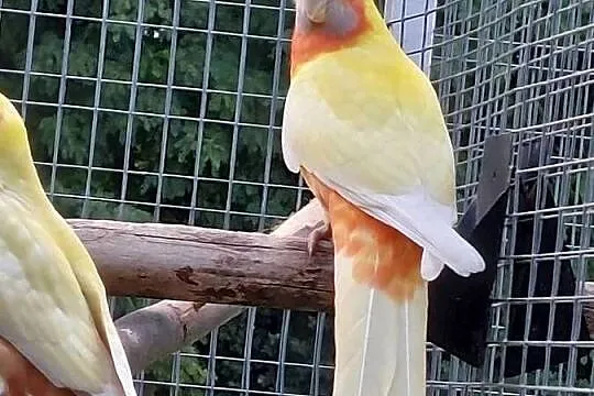 Witam Posiadam na sprzedaż rozelle królewskie w mutacji, Małopolskie, Proszowice