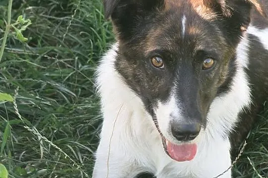 Przyjazny dla innych psiaków i dzieci, MŁODY i śliczny Terry adopcja