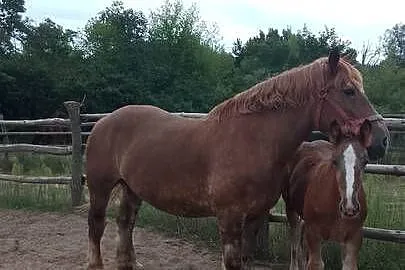 Sprzedam klacz zimnokwista że źrebakiem, Mazowieckie, Gąbin
