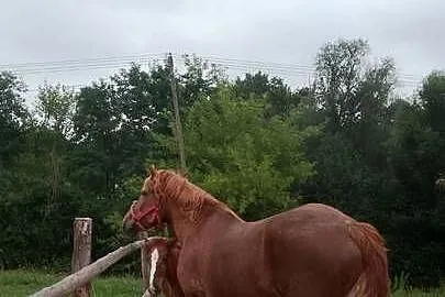 Sprzedam klacz zimnokwista że źrebakiem, Mazowieckie, Gąbin