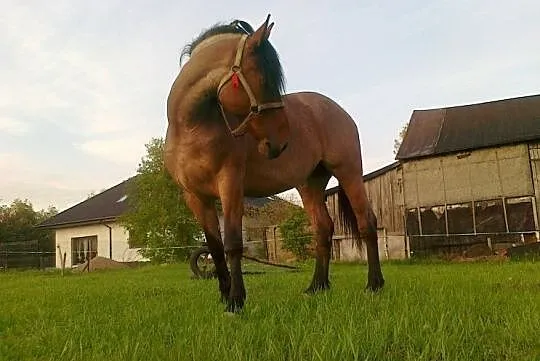 udostępnię do jazdy Ozorków, , 