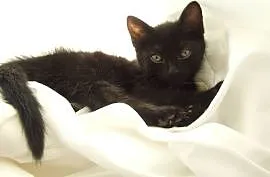 Mała czarna kotka Chanel szuka domu, Łódź