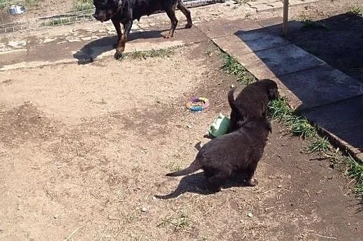 Aira i Kiler szczeniaki w typie rotwailera,  pomor