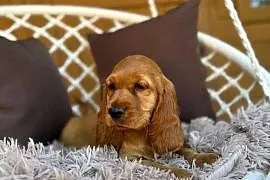 Śliczna mocno złota sunia Cocker Spaniel Angielski rodowód wyprawka