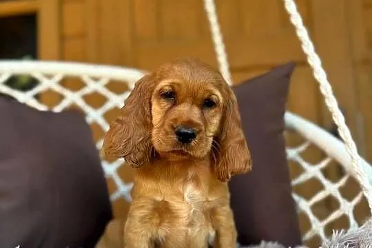 Śliczna mocno złota sunia Cocker Spaniel Angielski rodowód wyprawka, Śląskie, Katowice