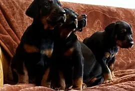 szczeniaki doberman