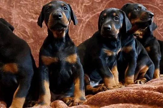 szczeniaki doberman, Kujawsko-pomorskie, Bydgoszcz