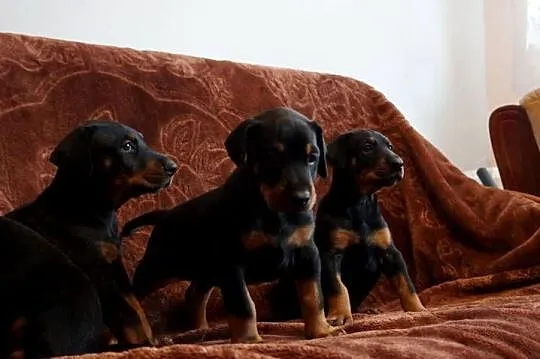 szczeniaki doberman, Kujawsko-pomorskie, Bydgoszcz