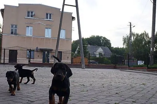 szczeniaki doberman, Kujawsko-pomorskie, Bydgoszcz
