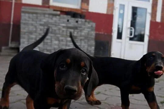 szczeniaki doberman, Kujawsko-pomorskie, Bydgoszcz