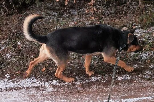 Ares - dorosły pies szuka domu