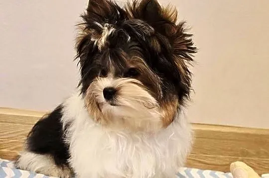 Cudowny malutki piesek BIEWER Yorkshire Terrier DO odbioru komplet szczepie