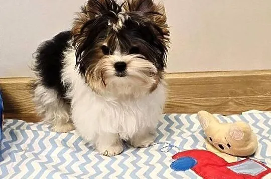 Cudowny malutki piesek BIEWER Yorkshire Terrier DO odbioru komplet szczepie, Śląskie, Orzesze