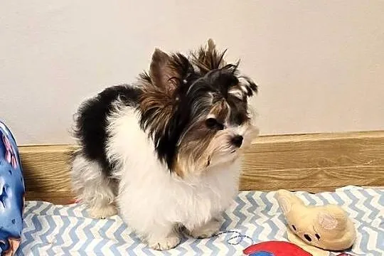 Cudowny malutki piesek BIEWER Yorkshire Terrier DO odbioru komplet szczepie, Śląskie, Orzesze