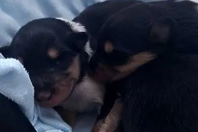 Owczarek szkocki collie długowłosy suczki tricolor
