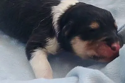 Owczarek szkocki collie długowłosy suczki tricolor, Mazowieckie, Garwolin